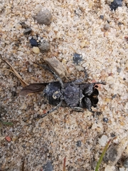 Eurysternus marmoreus