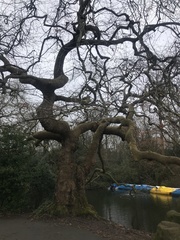 Platanus × hispanica