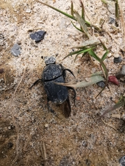 Eurysternus marmoreus