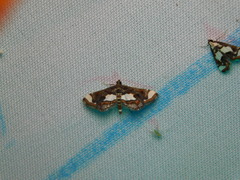 Agassiziella picalis