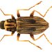 Escarabajos de Los Rápidos - Photo (c) Udo Schmidt, algunos derechos reservados (CC BY-SA)