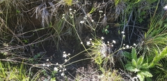 Alepidea delicatula