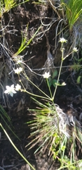 Alepidea delicatula