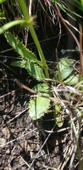 Alepidea delicatula