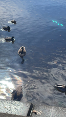 Branta canadensis