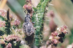 Pseudomeira flavipennis