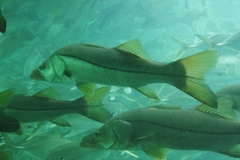 Centropomus undecimalis