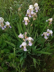 Iris × hybrida