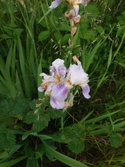 Iris × hybrida