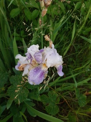 Iris × hybrida
