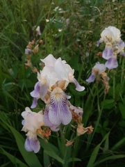 Iris × hybrida