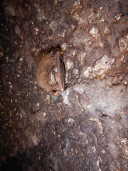 Corynorhinus mexicanus