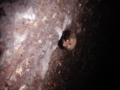 Corynorhinus mexicanus