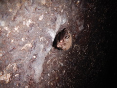 Corynorhinus mexicanus