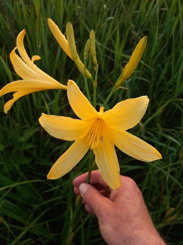Hemerocallis lilioasphodelus iNat (2)