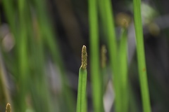 Eleocharis interstincta