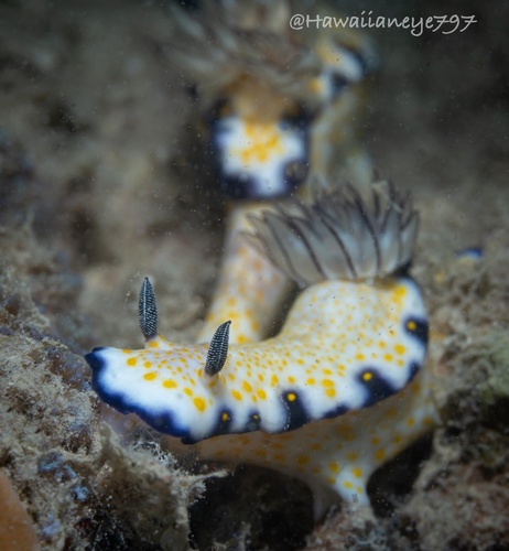 Imperial Nudibranch
