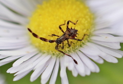 Coreus marginatus