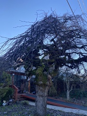 Ulmus glabra camperdownii