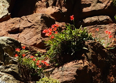Cyrtanthus sanguineus