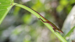 Anolis ventrimaculatus