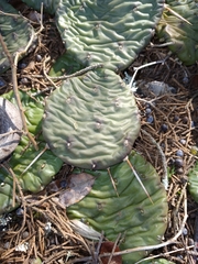 Opuntia mesacantha