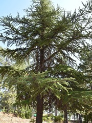 Cedrus brevifolia