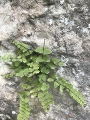 Asplenium trichomanes hastatum