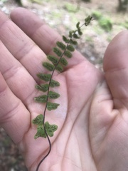 Asplenium trichomanes hastatum