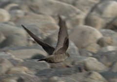 Ptyonoprogne