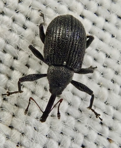 Strawberry blossom weevil photo 2