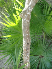 Hyperbaena winzerlingii