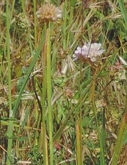 Armeria arenaria
