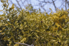 Viscum cruciatum