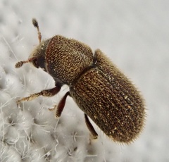 Kissophagus vicinus