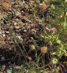 Armeria arenaria