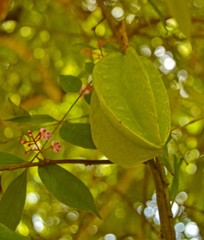 Averrhoa carambola