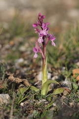 Orchis olbiensis