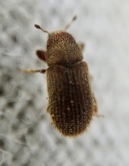 Kissophagus vicinus