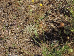 Armeria arenaria