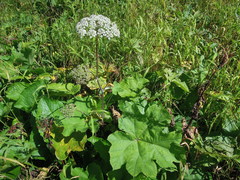 Heracleum ponticum