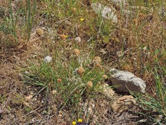 Armeria arenaria