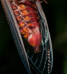 Cryptotympana holsti