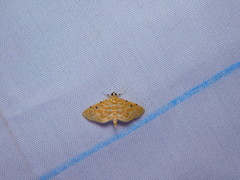 Notarcha
