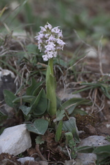 Neotinea conica