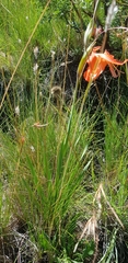 Gladiolus saundersii