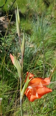 Gladiolus saundersii