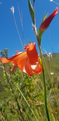 Gladiolus saundersii