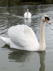 Cygnus olor