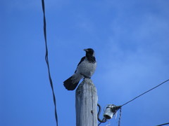 Corvus cornix
